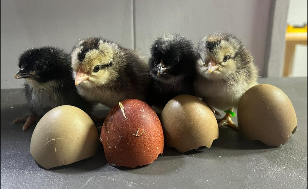 Janelle's Colorful Carton