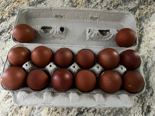Black Copper Marans Hatching Eggs