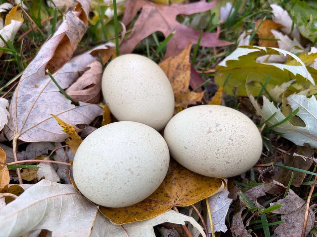Olive Egger Hatching Eggs (F1, BC1, BC2)