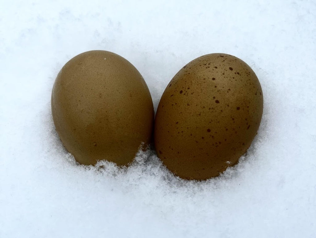 Olive Egger Hatching Eggs (F1, BC1, BC2)